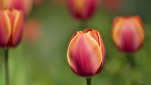 郁金香花语高清桌面壁纸_18