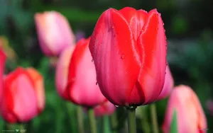 郁金香花语高清桌面壁纸_19