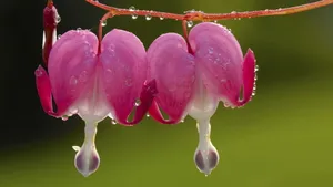 怒放中的花朵壁纸