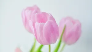 怒放中的花朵壁纸_3