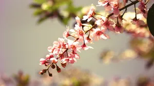 怒放中的花朵壁纸_5