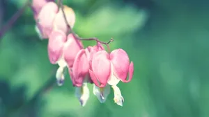 怒放中的花朵壁纸_9