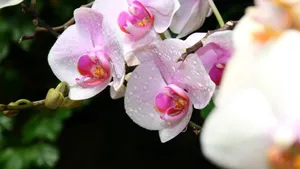 怒放中的花朵壁纸_10