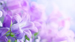 怒放中的花朵壁纸_16