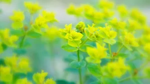 怒放中的花朵壁纸_17