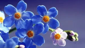 怒放中的花朵壁纸_18