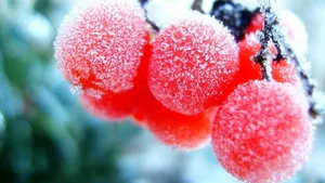 怒放中的花朵壁纸_19