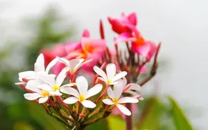 高清的唯美花儿壁纸_1