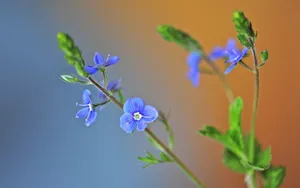 高清的唯美花儿壁纸_4