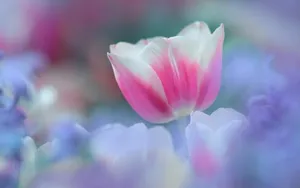 高清的唯美花儿壁纸_6