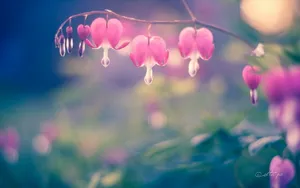 高清的唯美花儿壁纸_8