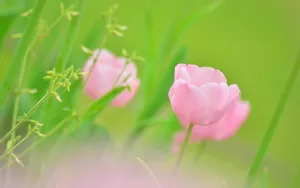 高清的唯美花儿壁纸_9