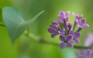 高清的唯美花儿壁纸_11