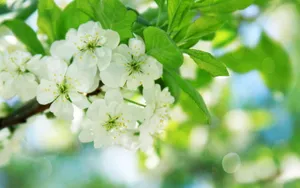 高清的唯美花儿壁纸_13