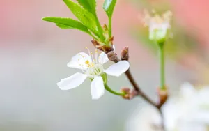 高清的唯美花儿壁纸_15