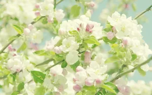 高清的唯美花儿壁纸_16
