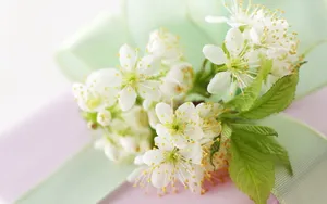 高清的唯美花儿壁纸_18