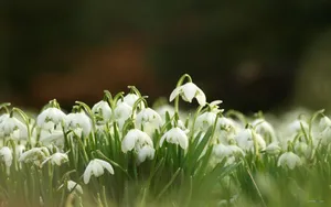 唯美雪花莲（待雪草）桌面壁纸_6