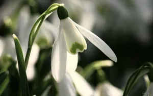 唯美雪花莲（待雪草）桌面壁纸_10