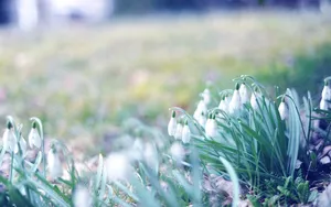 唯美雪花莲（待雪草）桌面壁纸_20