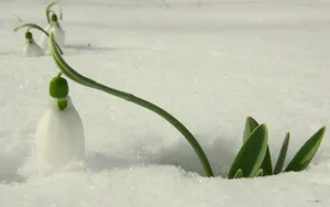 唯美雪花莲（待雪草）桌面壁纸_21