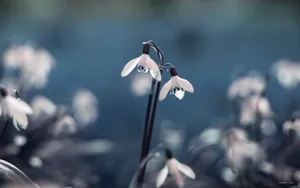唯美雪花莲（待雪草）桌面壁纸_23