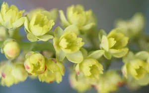 花园探密