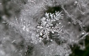 冰雪植物_2