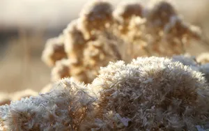 冰雪植物_3