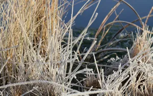冰雪植物_5