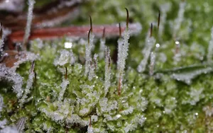 冰雪植物_6