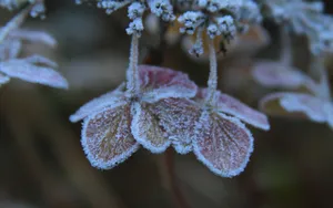 冰雪植物_7
