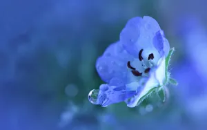 高清花卉电脑壁纸_2