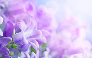 高清花卉电脑壁纸_3