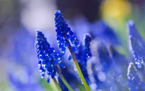 高清花卉电脑壁纸_4