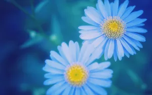 高清花卉电脑壁纸_5