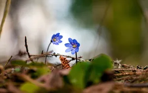 高清花卉电脑壁纸_6
