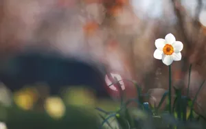 高清花卉电脑壁纸_8