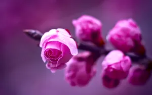 高清花卉电脑壁纸_9