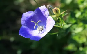 高清花卉电脑壁纸_10