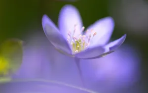 高清花卉电脑壁纸_12