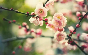 高清花卉电脑壁纸_15