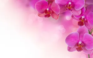高清花卉电脑壁纸_17