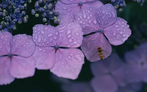 好看的紫色花丛图片_3