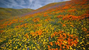 烂漫花色风景_3