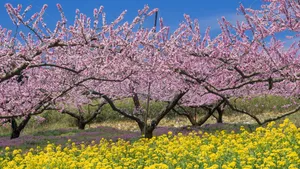 烂漫花色风景_4