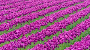 烂漫花色风景_6