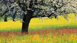 烂漫花色风景_7