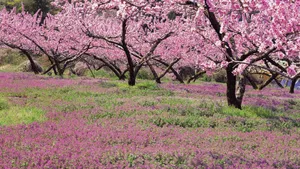 烂漫花色风景_9