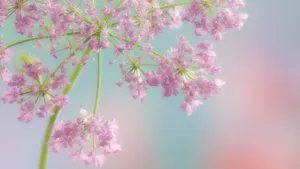 烂漫花色风景_13